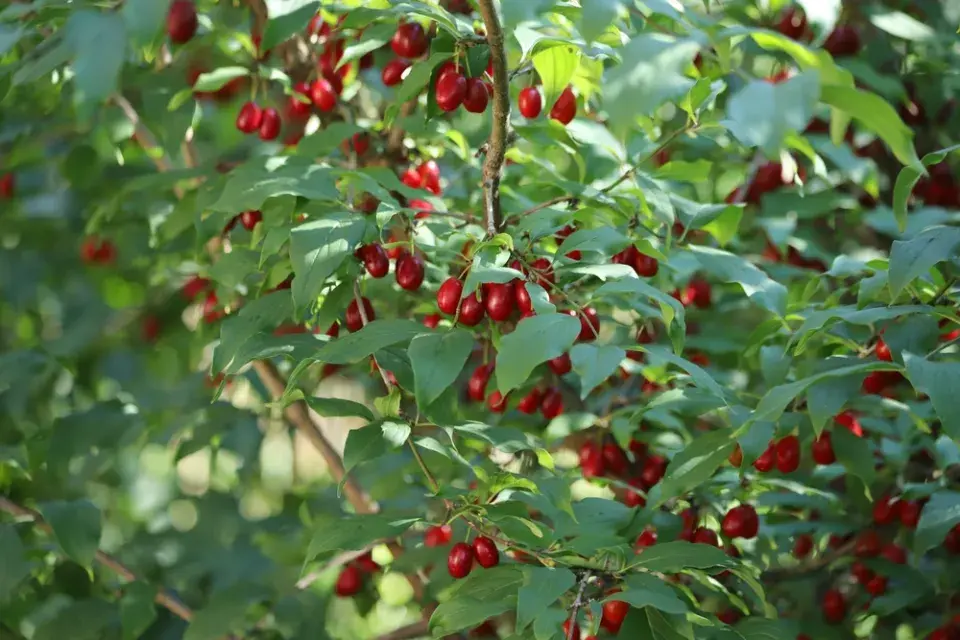 Rostliny přírodní zahrady
