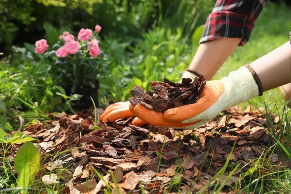 Mulčování záhonů