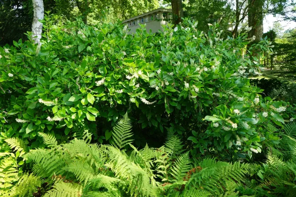 Jochovec olšolistý (Clethra alnifolia)