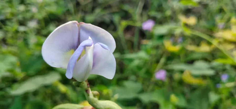 Vigna čínská (Vigna sinensis)
