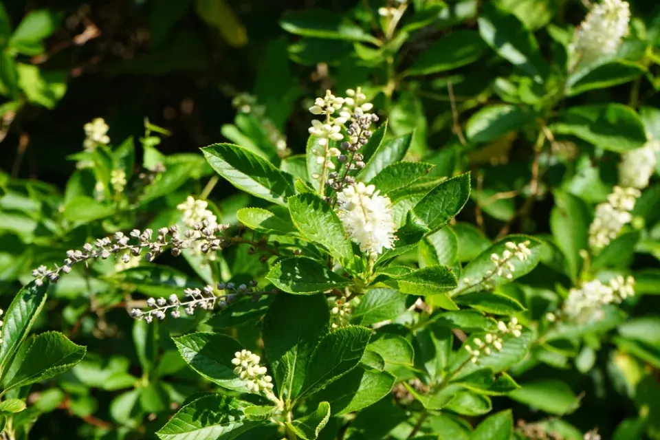 Jochovec olšolistý (Clethra alnifolia)