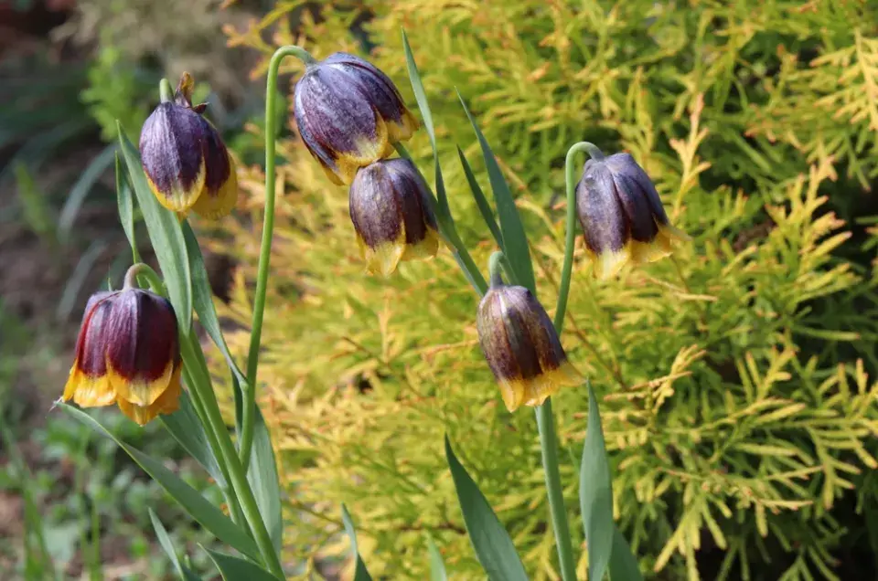 Řebčík Michajlovského (Fritillaria michailovskyi)