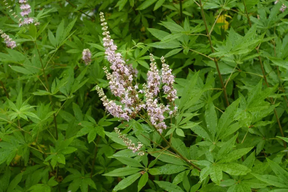 Drmek obecný (Vitex agnus-castus) 