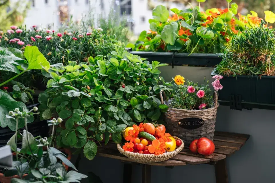 Pěstování ovoce a zeleniny