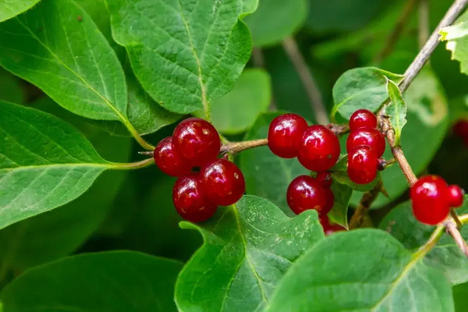 Rostliny přírodní zahrady