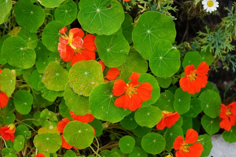 Rostliny k rajčatům