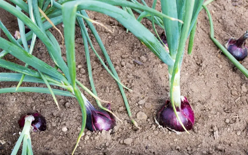 Rostliny k rajčatům