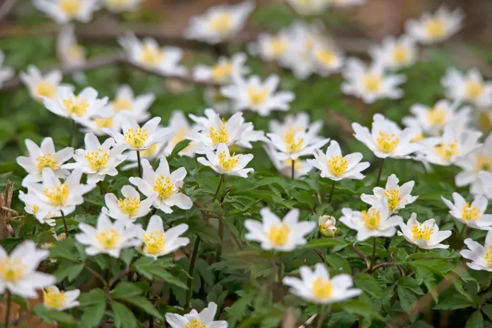 Rostliny přírodní zahrady