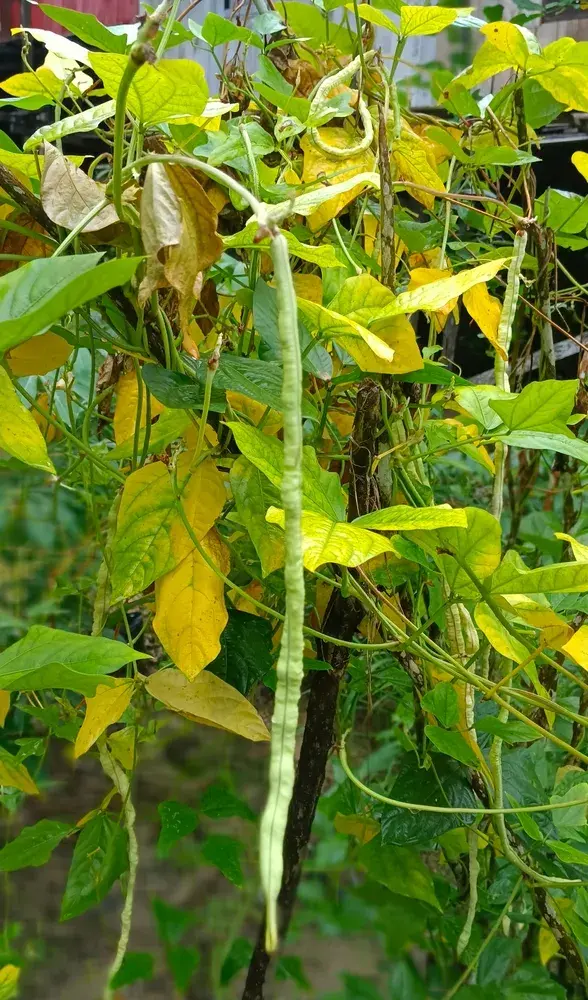 Vigna čínská (Vigna sinensis)