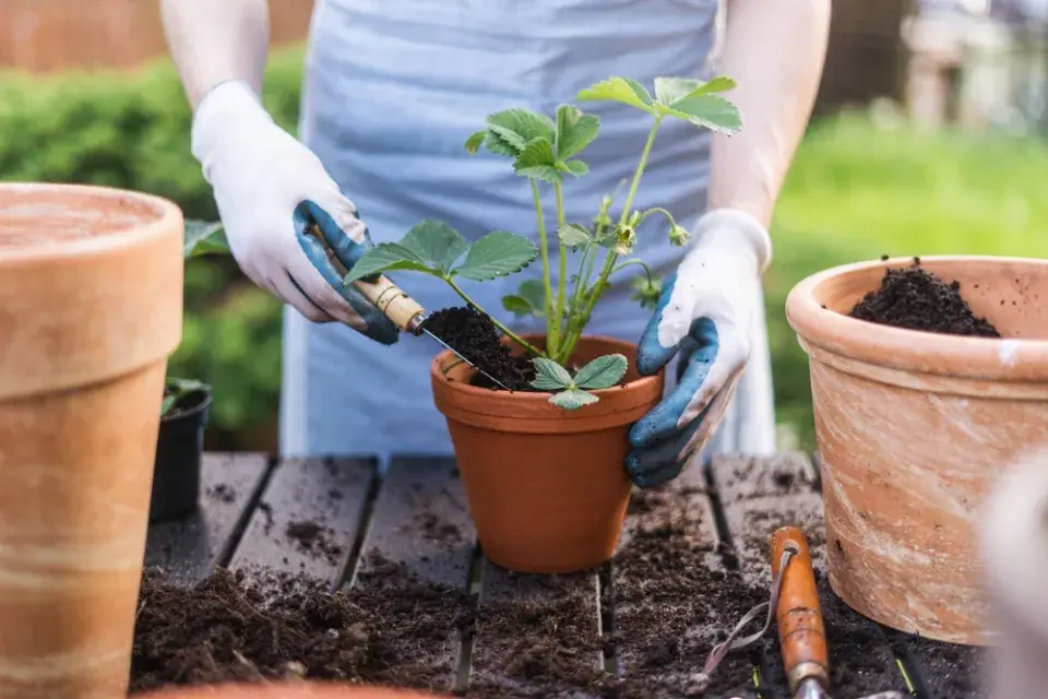 Jahody v květináči