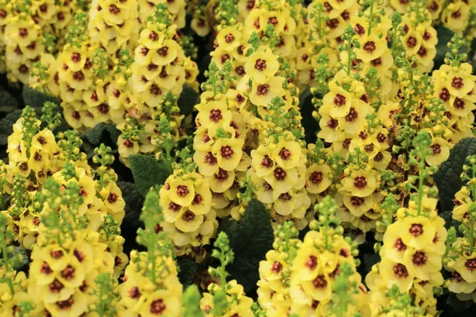 Divizna 'Dark Eyes' (Verbascum hybridum 'Dark Eyes') 
