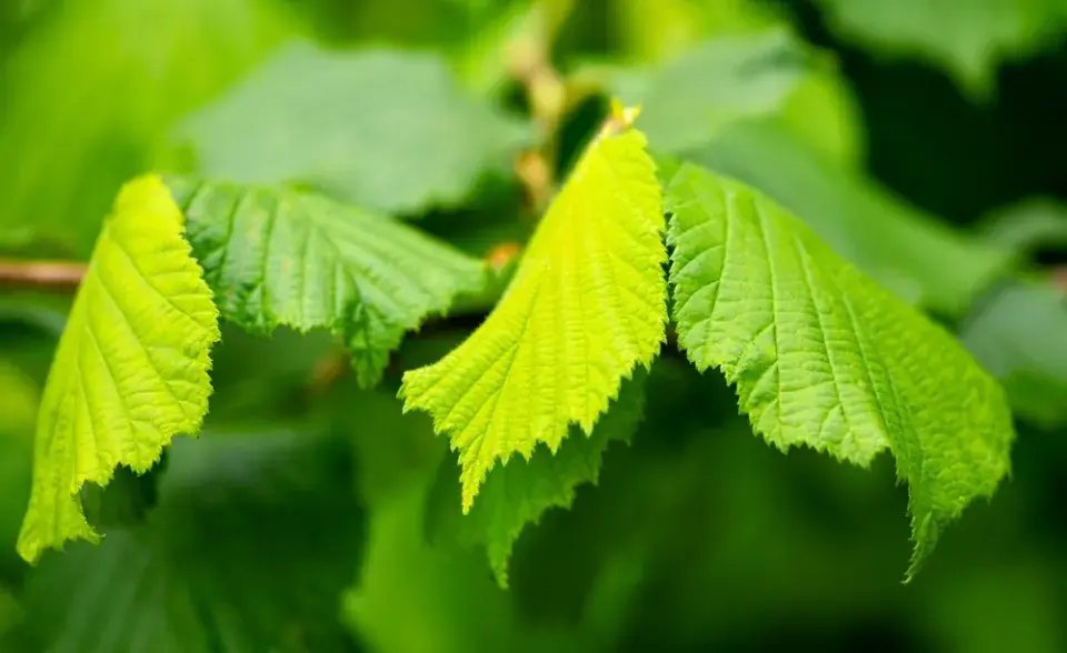 Rostliny přírodní zahrady