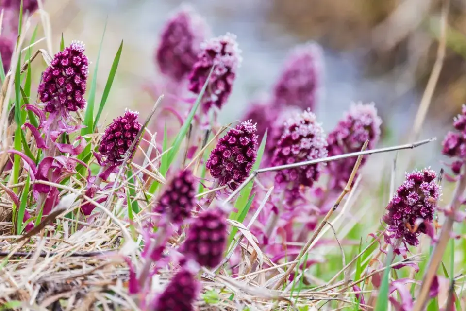 Rostliny přírodní zahrady