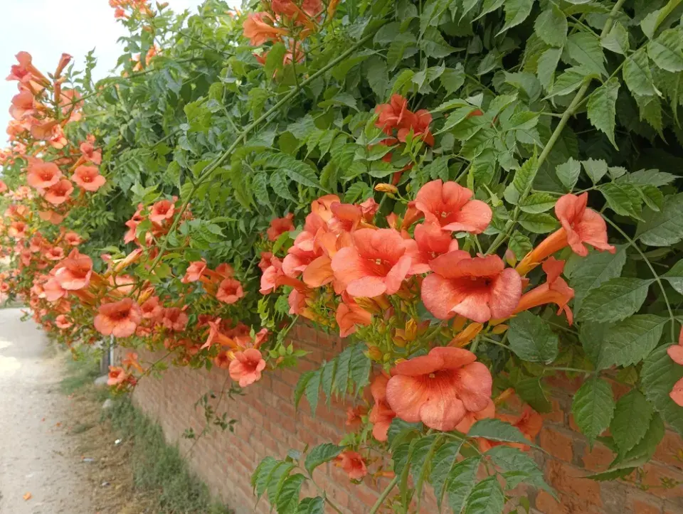 Trubač velkokvětý