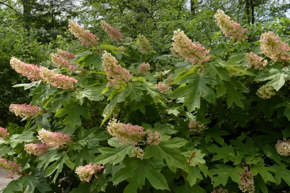 Hortenzie dubolistá (Hydrangea quercifolia) 