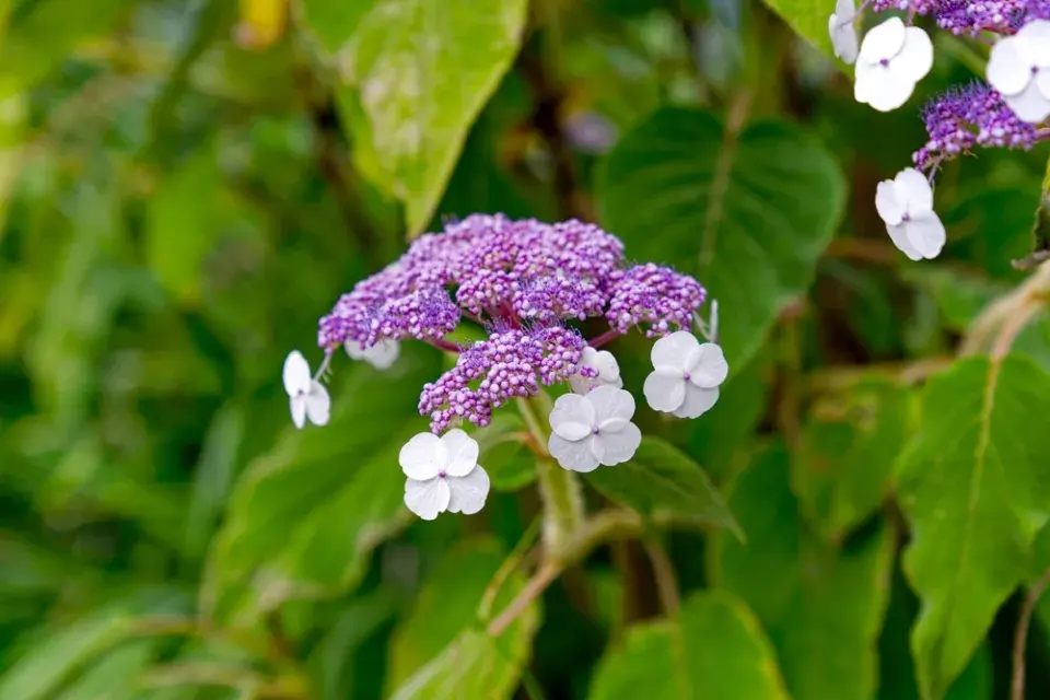 Hortenzie Sargentova (Hydrangea aspera ssp. sargentiana) 