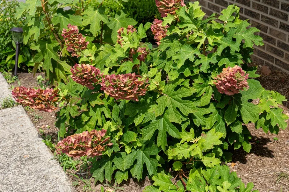 Hortenzie dubolistá (Hydrangea quercifolia) 