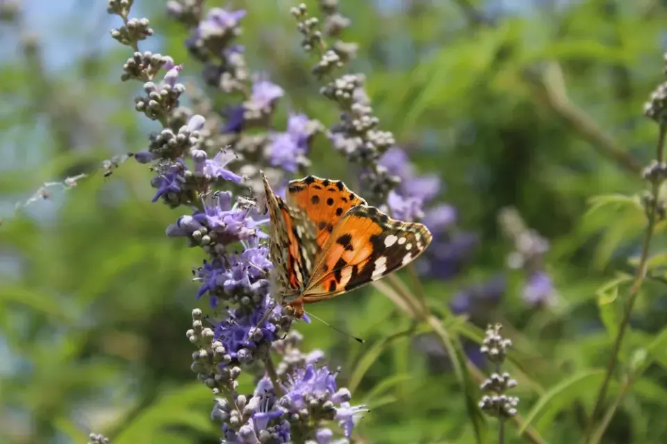Drmek obecný (Vitex agnus-castus) 
