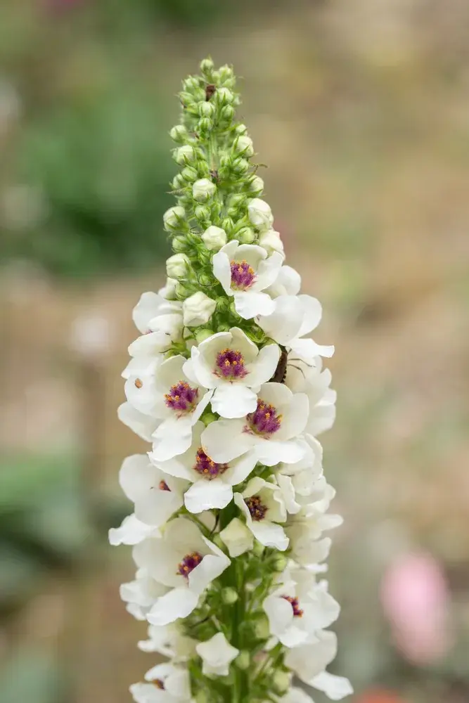 Divizna černá (Verbascum nigrum)