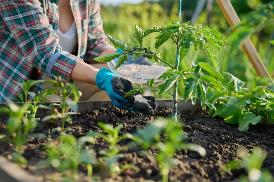 Nesprávné hnojení 