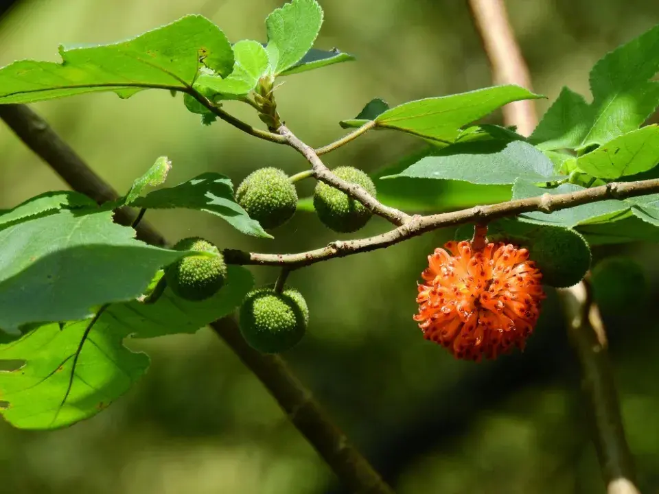 Papírovník čínský (Broussonetia papyrifera)