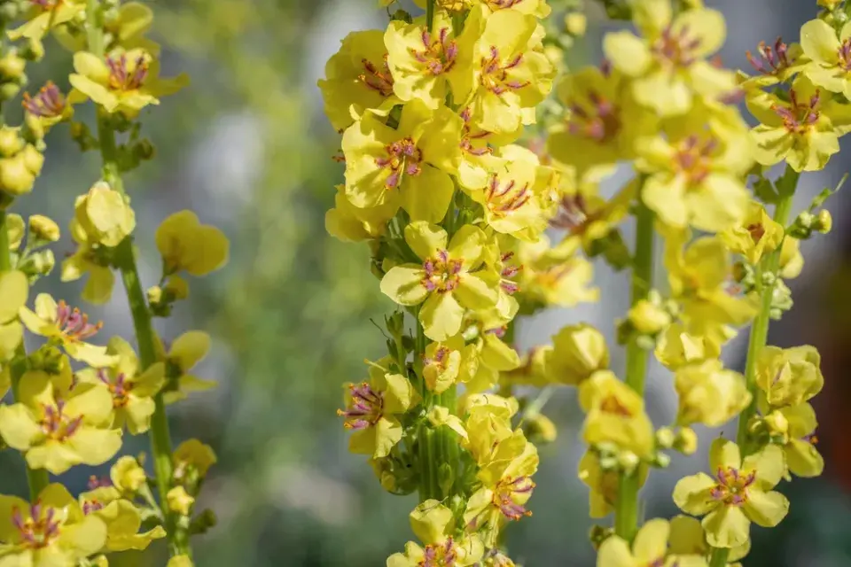 Divizna černá (Verbascum nigrum)