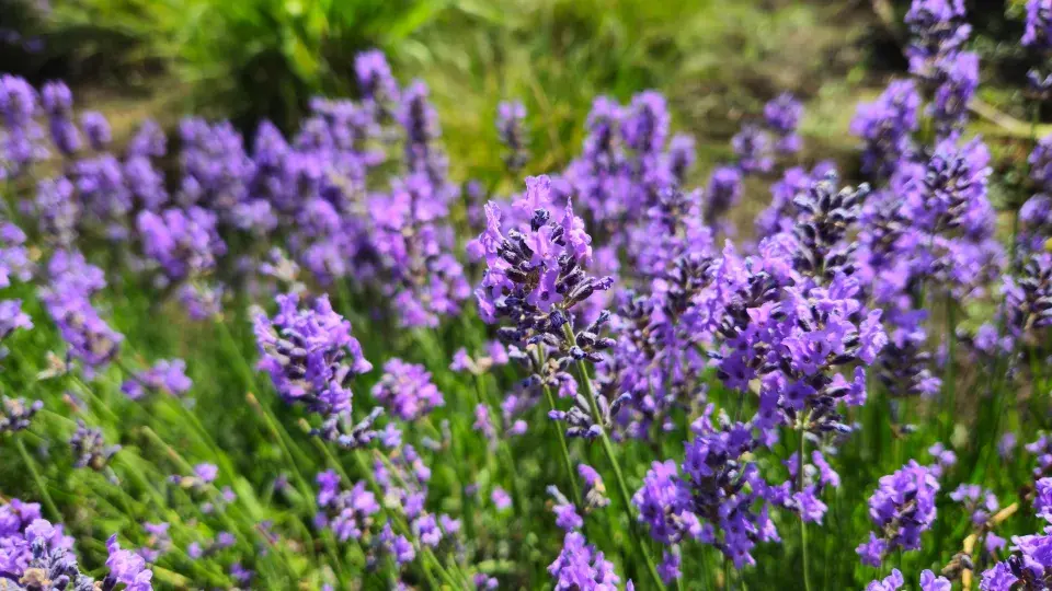 Levandule