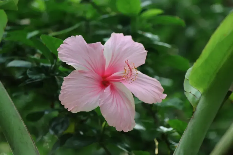 Pokojové a venkovní ibišky