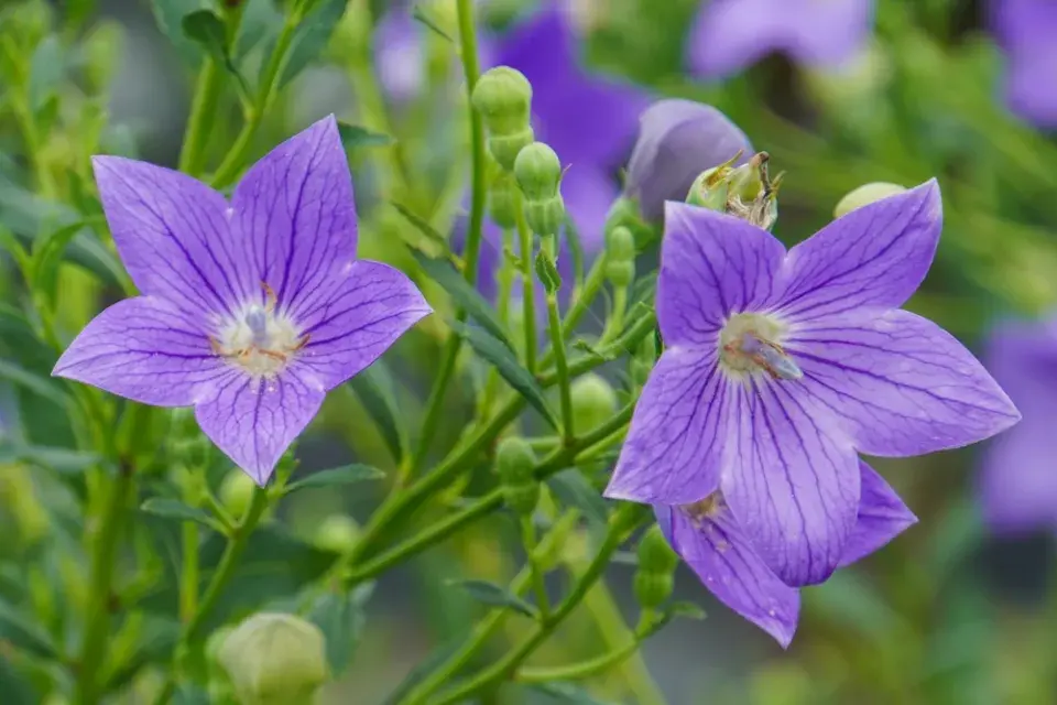 Boubelka velkokvětá, zvonkovec (Platycodon grandiflorus)