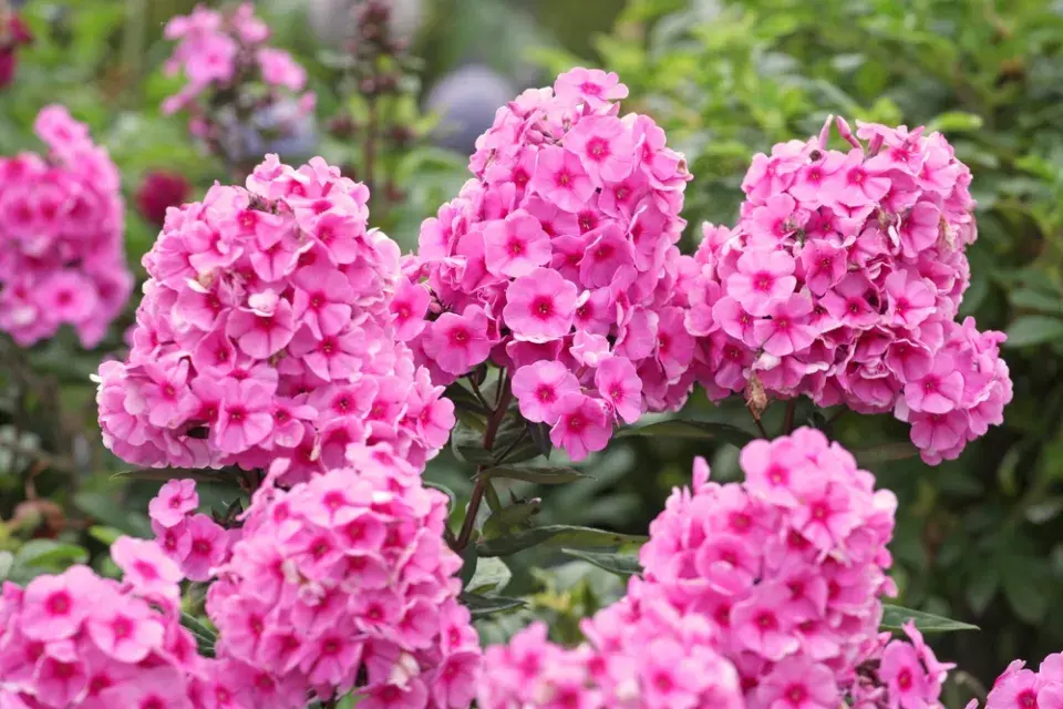 Jiřiny, slunečnice a floxy