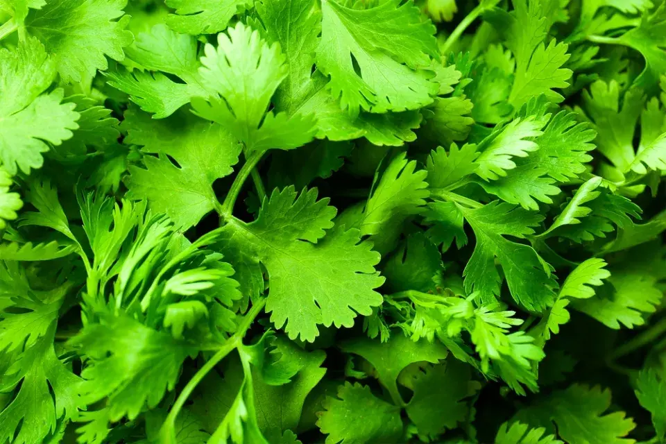 Bylinky na balkóně