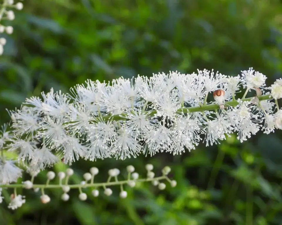 Ploštičník hroznatý (Actaea racemosa, syn. Cimicifuga racemosa)