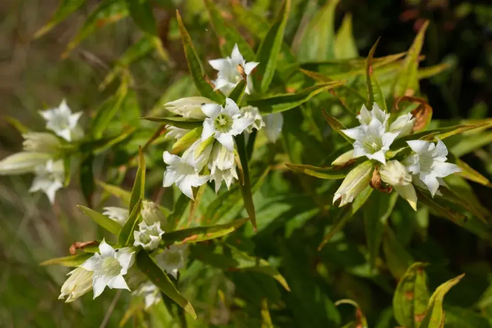 Hořec tolitovitý (Gentiana asclepiadea) 