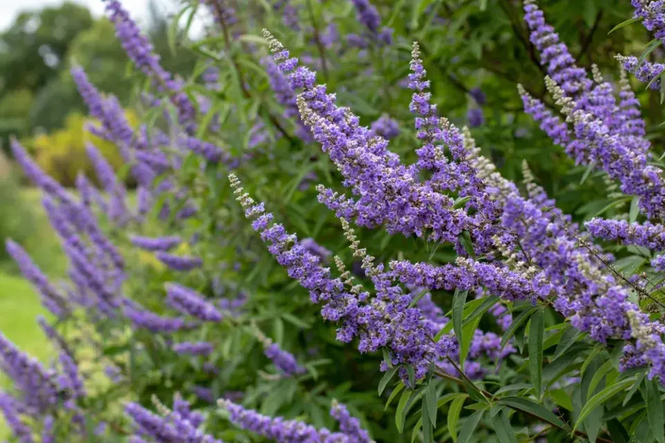 Drmek obecný (Vitex agnus-castus) 