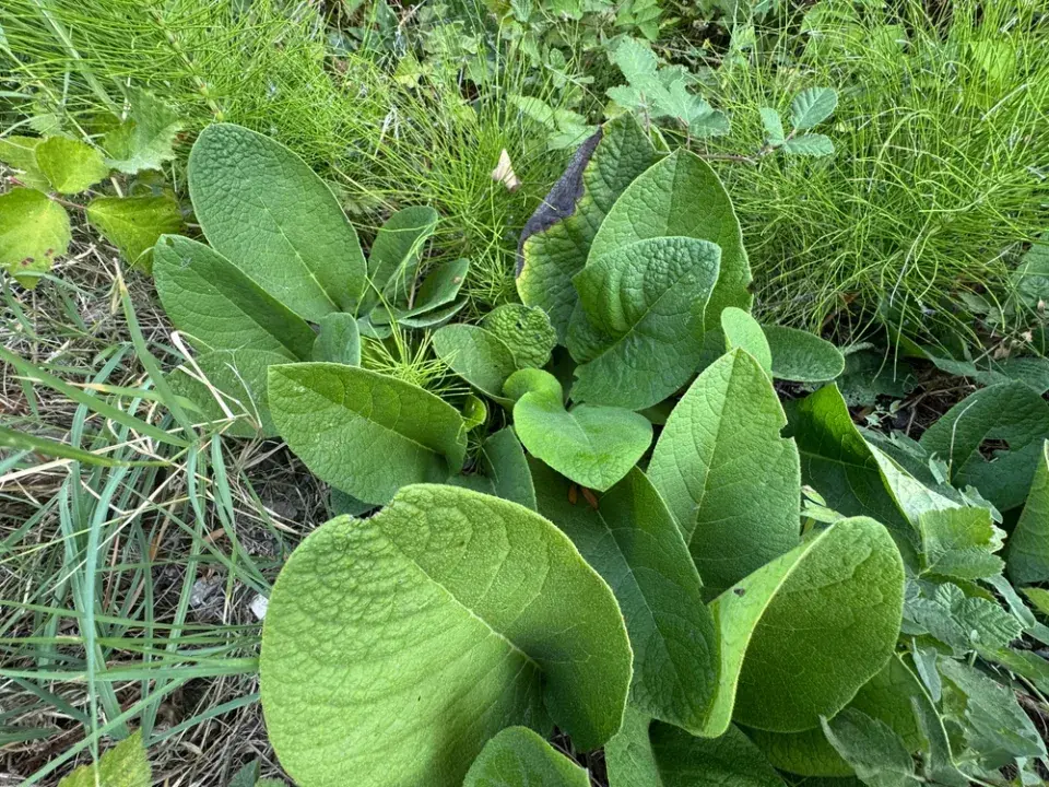 Divizna černá (Verbascum nigrum)