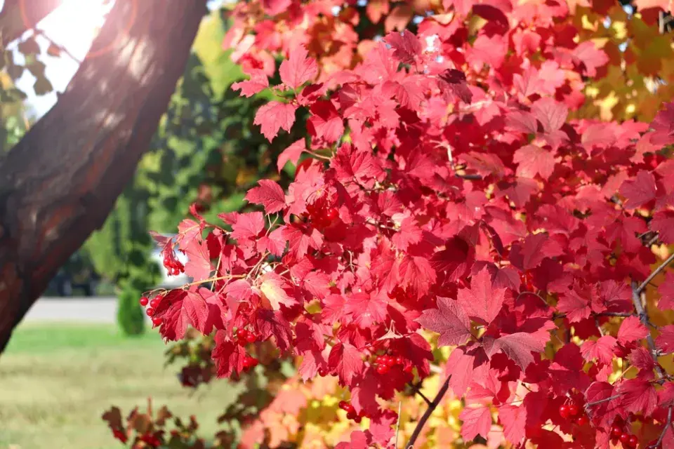 Rostliny přírodní zahrady