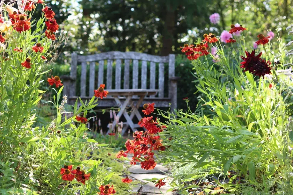 Záplevák (Helenium) 