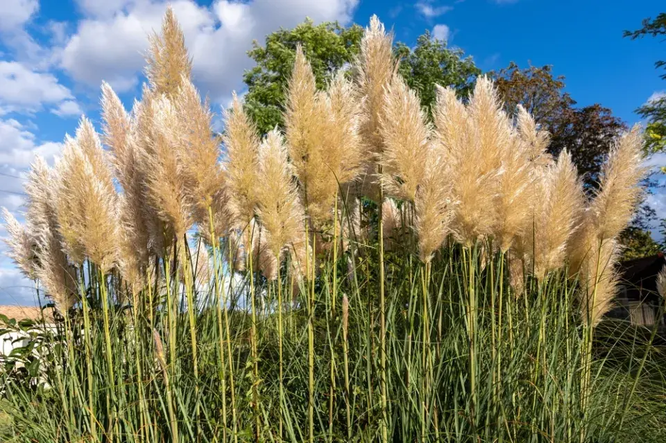 Pampová tráva