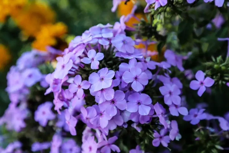 Jiřiny, slunečnice a floxy