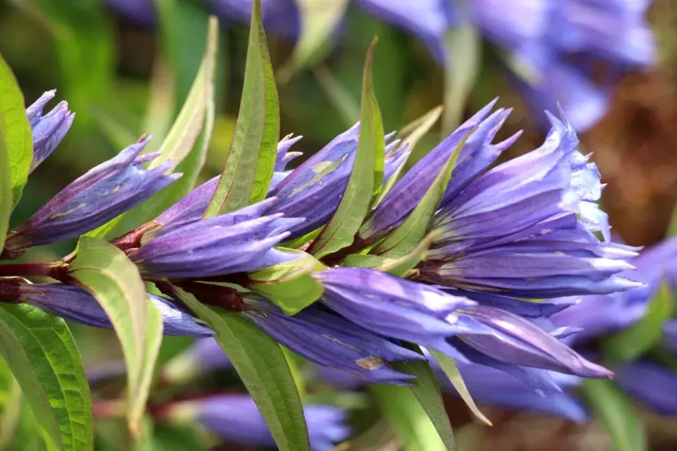 Hořec tolitovitý (Gentiana asclepiadea) 