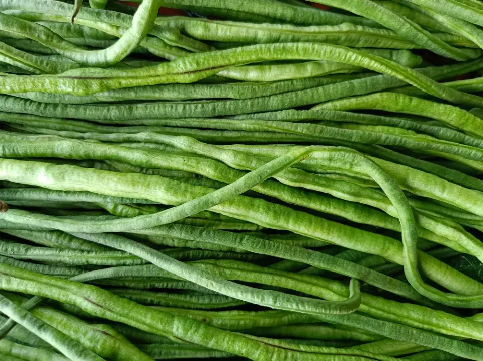 Vigna čínská (Vigna sinensis)