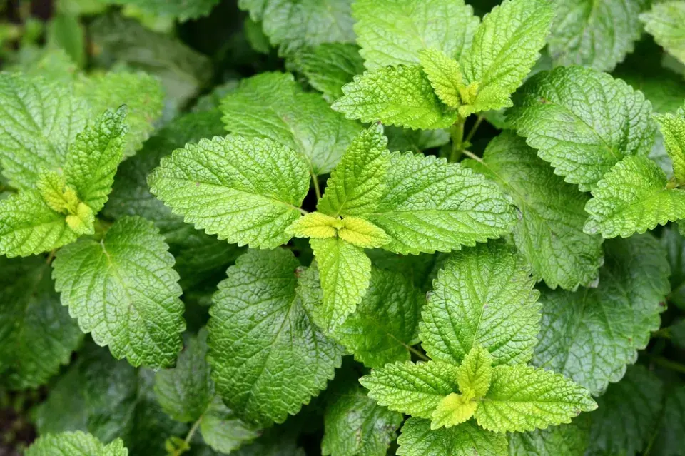 Bylinky na balkóně