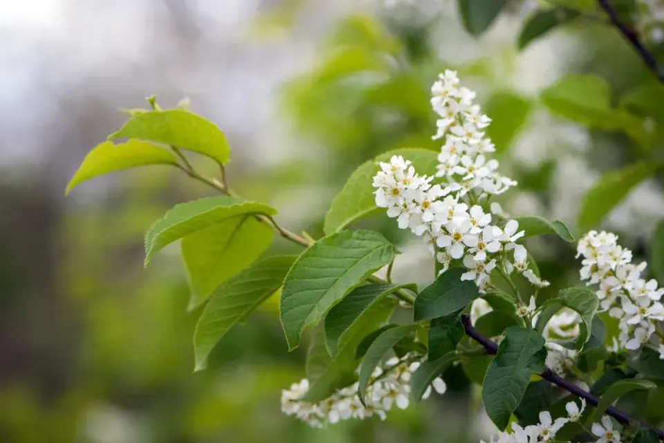 Rostliny přírodní zahrady