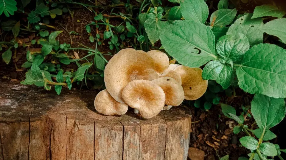 Houby v okrasné zahradě