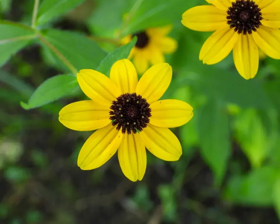 Třapatka trojlaločná (Rudbeckia triloba)