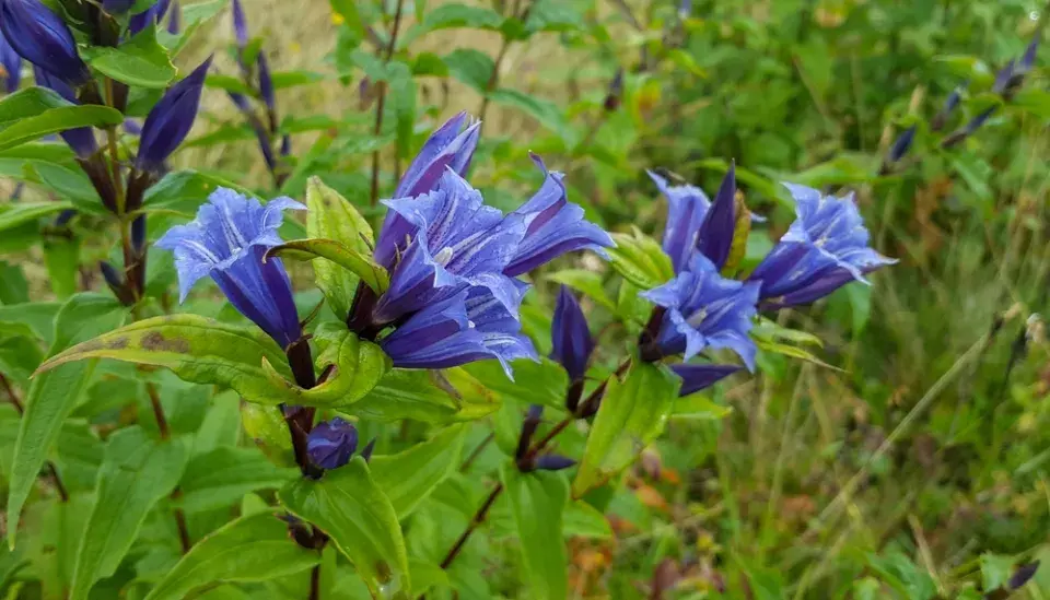 Hořec tolitovitý (Gentiana asclepiadea) 