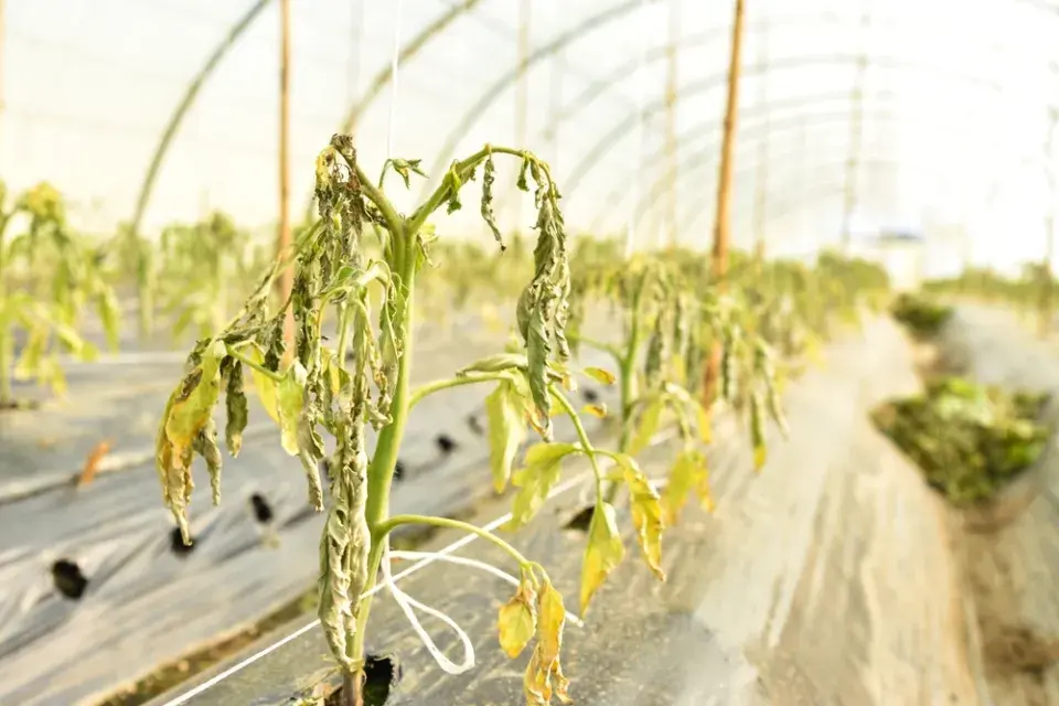 Teplotní šok u rajčat