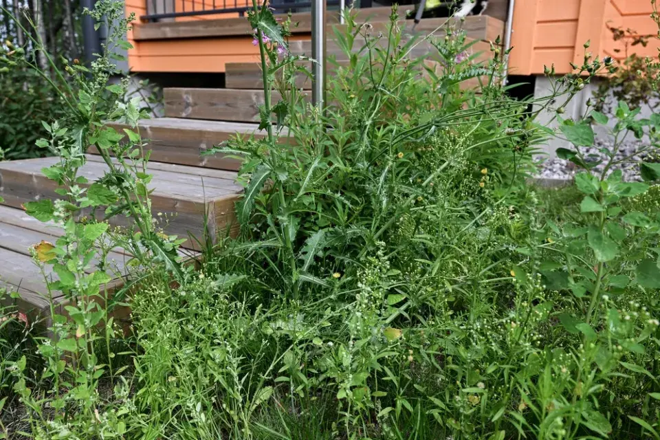 Přerostlé rostliny