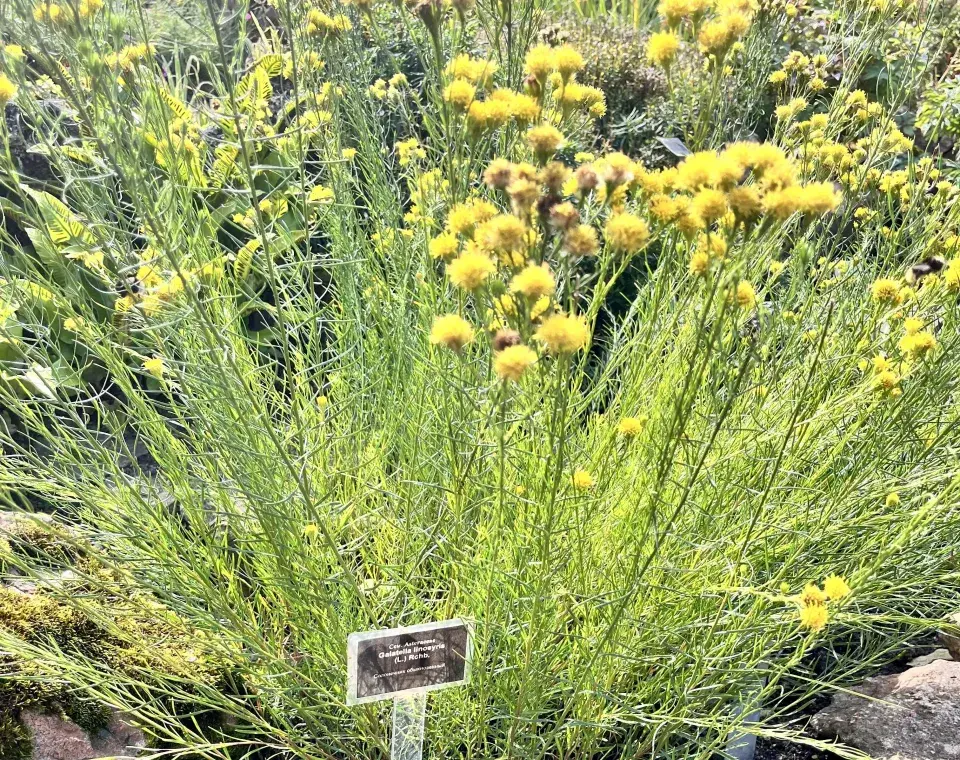 Hvězdnice zlatovlásek (Aster galatella linosyris) 