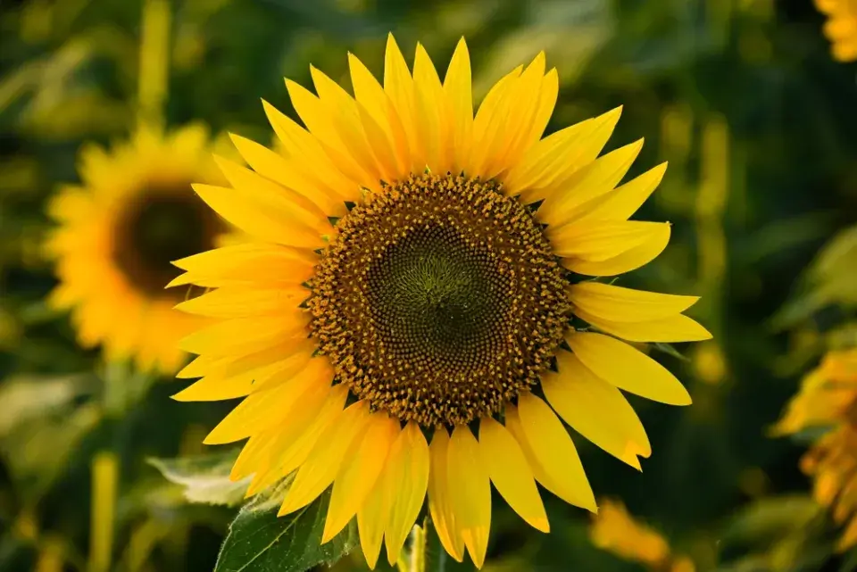 Jiřiny, slunečnice a floxy